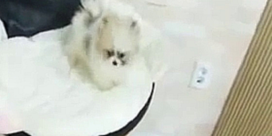 Видеоклип Cute teacup Pomeranian puppies for sale