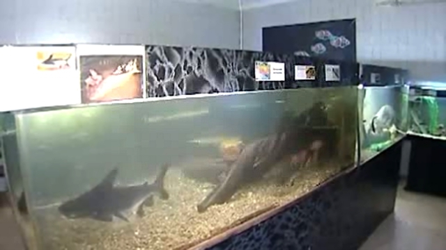 Видеоклип В коллекции иркутянина Андриана Фарпосова сотни редких рыб