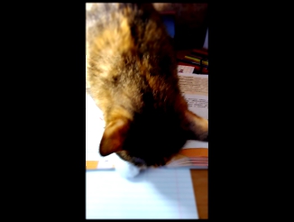 Кошка не любит русский язык