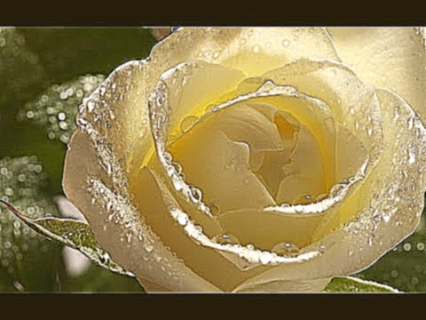 Видеоклип Плачьте белые розы Arkadias