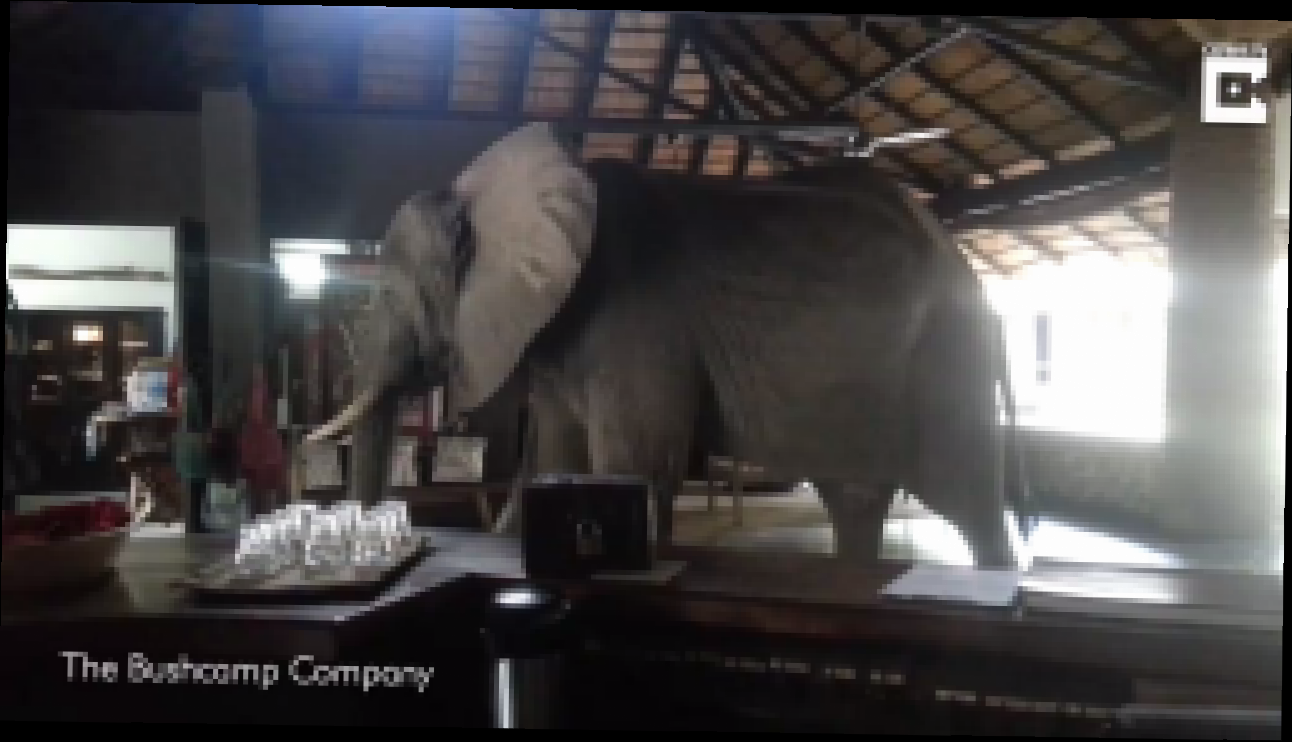 Видеоклип Слоны гуляют по отелю
