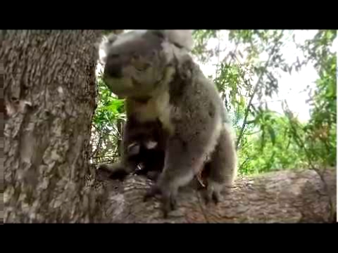Koala Joeys Climb All Over Their Mum