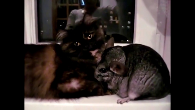 Видеоклип Удивительная дружба кошки и шиншиллы