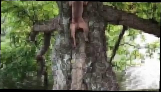 Видеоклип Собаки залезают на дерево
