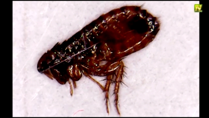 Видеоклип [Natalex] Живая блоха под микроскопом (Ctenocephalides felis)...