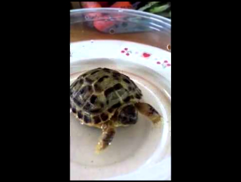 Russian Tortoise bath time.  Cute baby tortoise