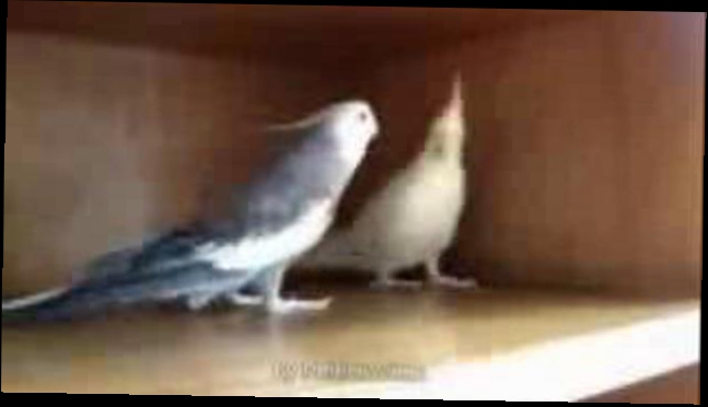 Видеоклип Музыка из кинофильма Убить Билла в исполнении попугая 