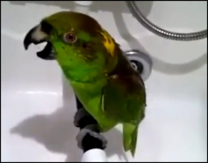 Видеоклип Попугай купается под душем и поет на всю катушку