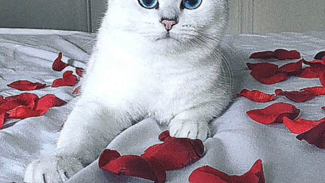 Видеоклип Колби - кот с самыми красивыми глазами