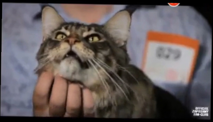 Видеоклип Джуманджи. Животные в мегаполисе (Кошки) [2015, Документальный