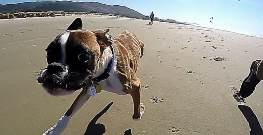 Видеоклип Собака научилась бегать на двух ногах