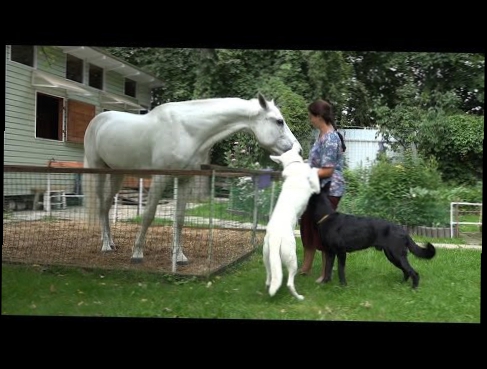 Наши лошади и собаки - между белым и черным
