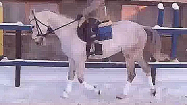 Видеоклип Молодой тракененский конь (583-6)
