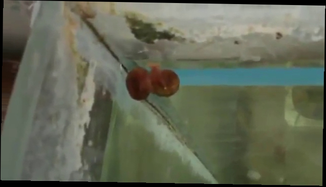 Видеоклип Я снимаю улиток Улитки коричневые в аквариуме Видео прикол про улиток