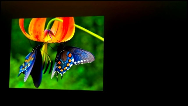 Видеоклип Такие красивые бабочки!