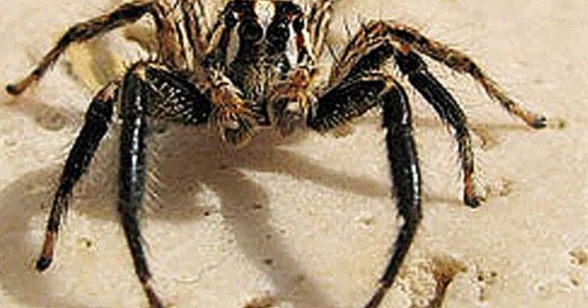 Видеоклип Топ 5 Самых ядовитых пауков Планеты