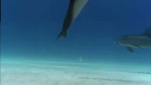 Видеоклип Неукротимые дельфины 1999