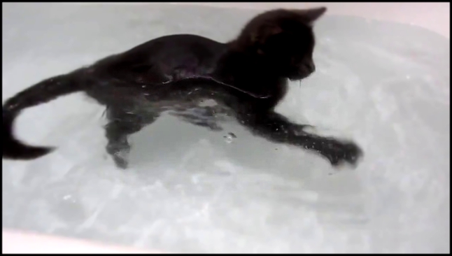 =^.^= Если вода боится кошку - значит ты в России, детка