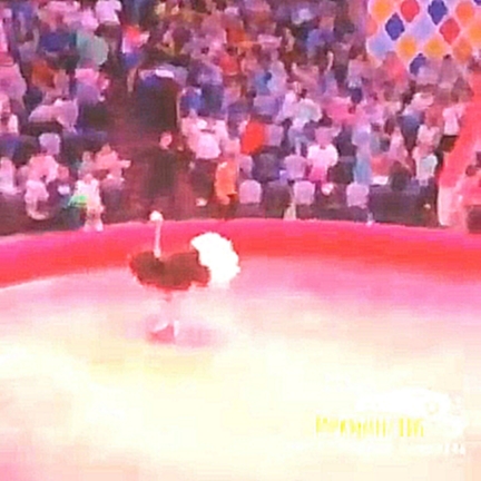 Видеоклип В Казанском цирке страус напал на зрителей.