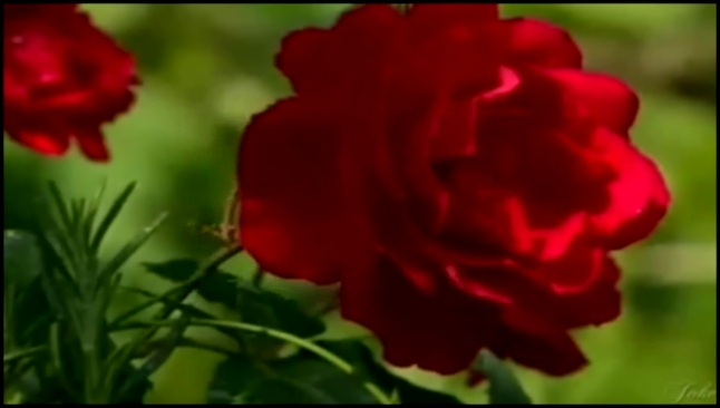 Видеоклип роза белая роза красная