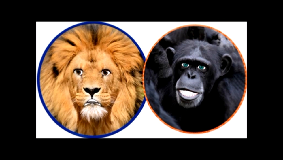 Видеоклип Прикольные животные - лев и обезьяна - рассказывают смешные анегдоты