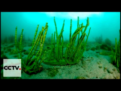 Опасные водоросли на Байкале ученые предлагают использовать в качестве удобрений