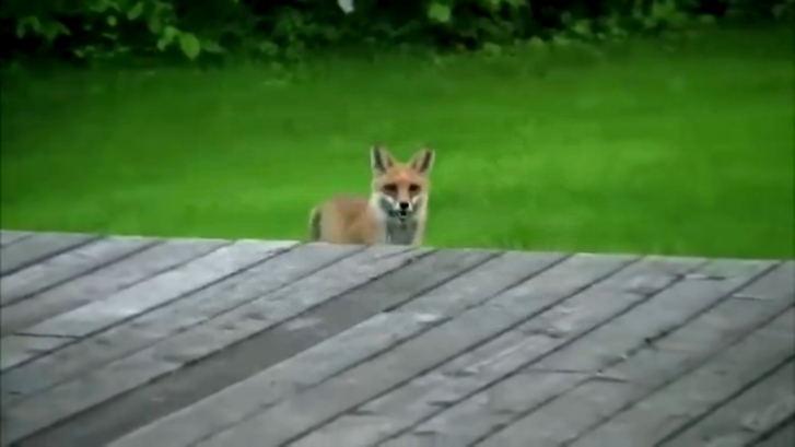 Видеоклип Вы когда-нибудь слышали как, кричит лиса