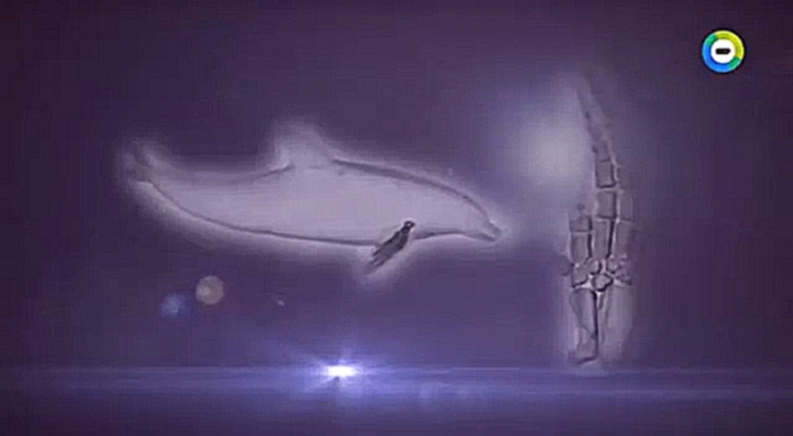 Видеоклип Территория загадок - Цивилизация дельфинов.