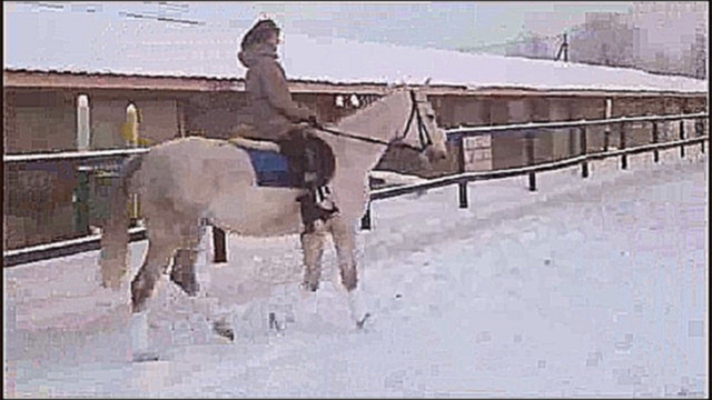 Видеоклип Молодой тракененский конь (583-8)