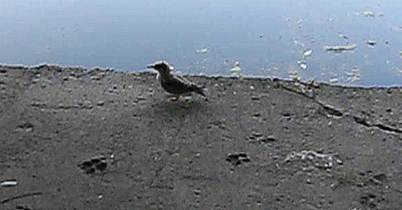 Видеоклип Птенец чайки с поломанным крылом