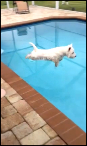 Видеоклип Собака, которая обожает бассейн