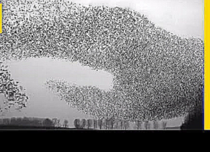 Flight of the Starlings: Watch This Eerie but Beautiful Phenomenon | Short Film Showcase